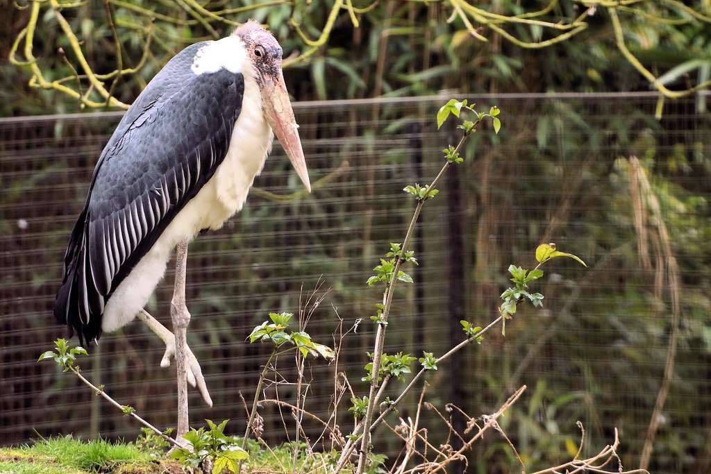 Marabou Stork - Linton Zoo